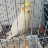 عروس هلندی