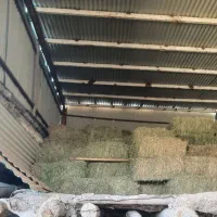 یونجه خشک انباری