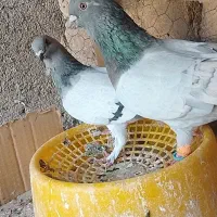 جفت نوک ریز به شرط معاوضه با کفتر دیگ یا پرنده