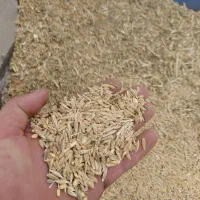 فروش ۳تن جو گندم قاطی بش