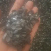 کربن پسته خالص