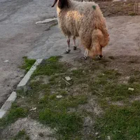 بره ماده شک اصییل سنجابی