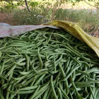 لوبیا سبز ترو تازه وآبدار