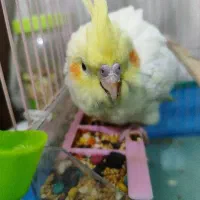 عروس پاریس