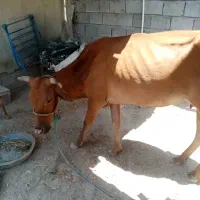 گاو اواس ۲ماه