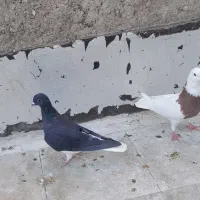 کفتر کبوتر رنگی