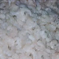 فروش میگو رگ کشیده