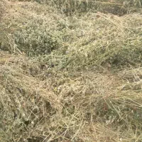 یونجه دومی پشه دورا
