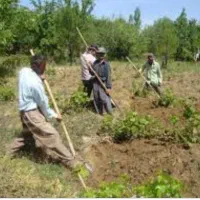 کارگر جهت باغبانی و نگهداری 4 ماهه نیازمندیم