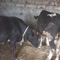 گوساله نر گوشتی