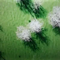 تلویزیون ال ای دی ۵۵ اینچ هوشمندفورکی4Kآیوا