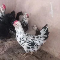 مرغ خروس گلین