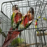 با سلام خدمت دوستان عزیز یک جفت گرنچیک آناناسی