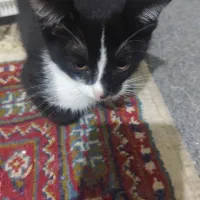 واگذاری بچه گربه
