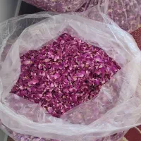 گل و غنچه محمدی