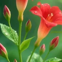 سین کارت دائمی و رُند ایرانسل