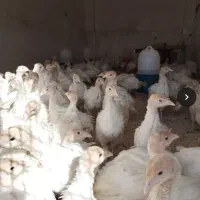 جوجه بوقلمون