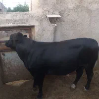 2راس‌‌گوساله‌نر‌