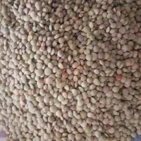 عدس تازه مشگین  تمیز