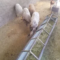 بره شیر مست