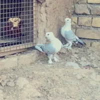 جفت پشتی خوشکل