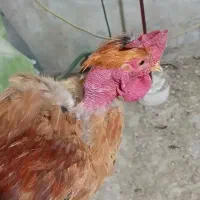 خروس گردن لخت