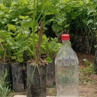 فروش نهال انگور