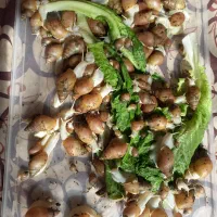 حلزون پرورشی