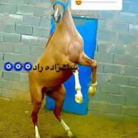 سیلمی درشور