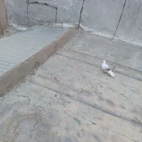 نر پلنگ