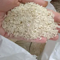 فروش ویژه برنج عنبربو در بهبهان