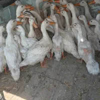 اردک ایرانی. خارجی