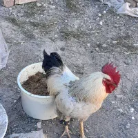 خروس به چه