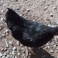 مرغ و خروس|حیوانات مزرعه|جوادآباد, |دیوار