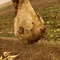 زمین کشاورزی