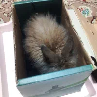 خرگوش توپلی