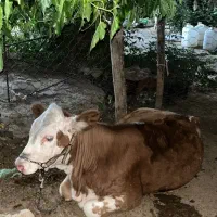 گوساله سیمینتال/قوچ