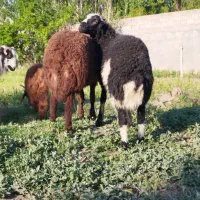 دو عددبره نر جوان خیلی پر گوشت و یک عددبر قصر چاق