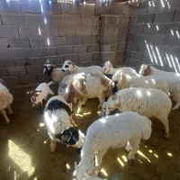 بره نر فروشی شهرستان بافت