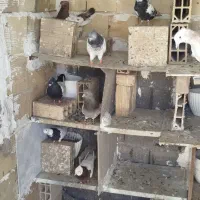 کفتر سالم سرحال خوب لاستیک 80 درصد