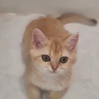 گربه بریتیش ماده