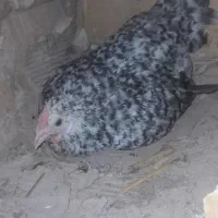 مرغ چهل تاج کرچ