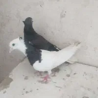 کبوتر