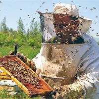 عسل درجه یک.با خواص درمانی.بمب انرژی