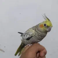 جوجه عروس گلباقالی
