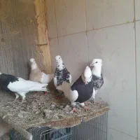 کیوتر طاقی