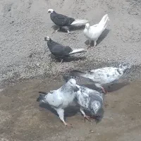 کبوتر یا کفتر دونه ۱۵۰  غریب گیری