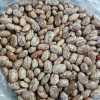 لوبیا چیتی امسال