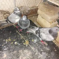 کبوتر پلاکی