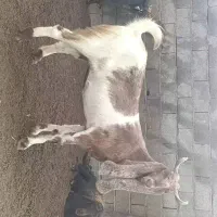 بز پاکستانی
